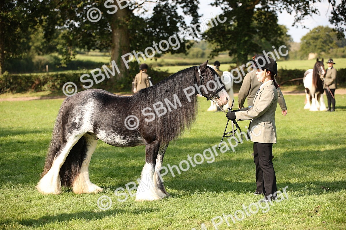 SBM_62251 - S55 - Traditional Cob In Hand