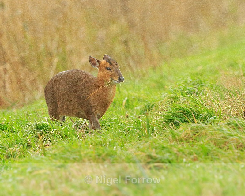Muntjac Deer in heavy rain at Otmoor RSPB - Deer