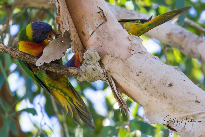 Lorikeet eating paperbark 1 0A3A4448 - Lorikeets