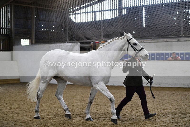 WJ5_4594 - Class 3 Part Bred In hand