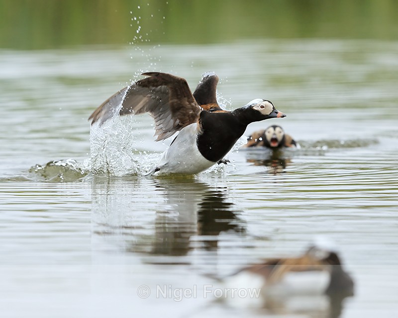 Fighting Male Long-tailed Ducks, Iceland - Long-tailed Duck