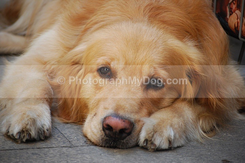  - Golden Retrievers