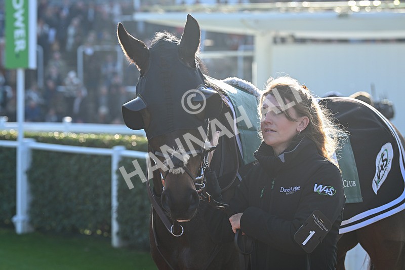 151124-Race 1-Paddock-American Sniper-7211 - Race 1