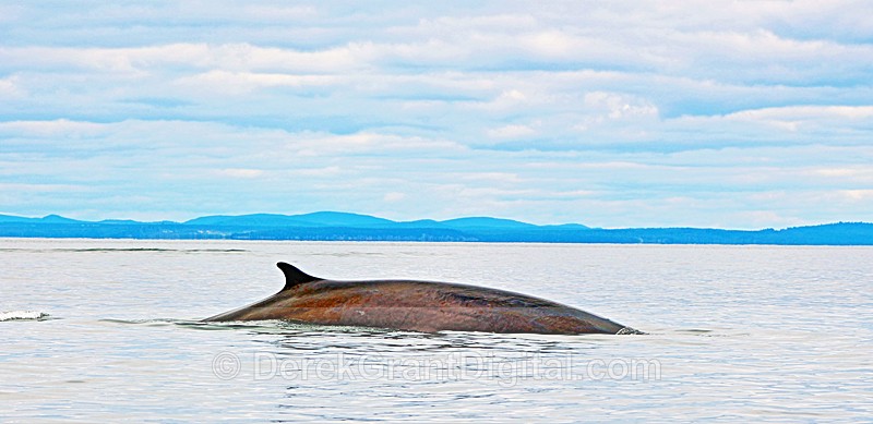 Finback Whale Balaenoptera physalus - Whales / Sea Mammals
