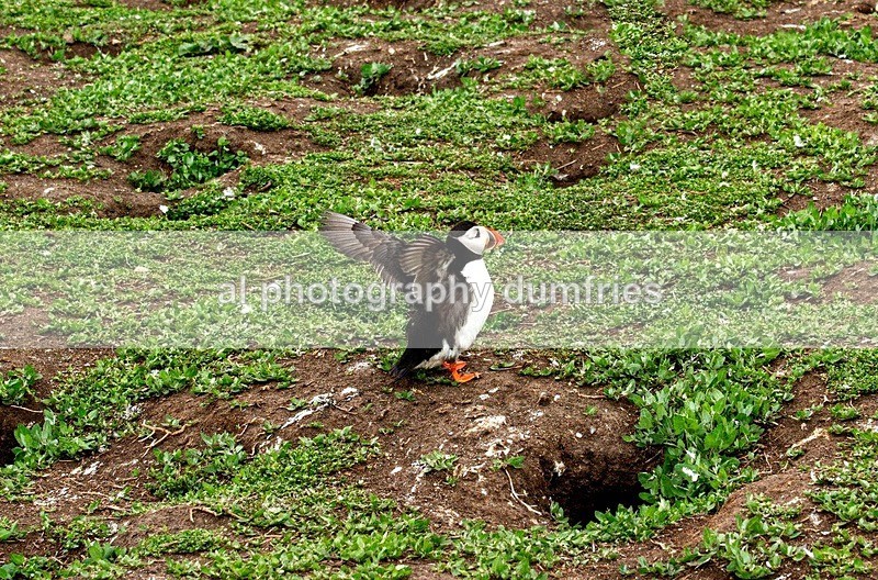 _CNP0959 - Farne Isles