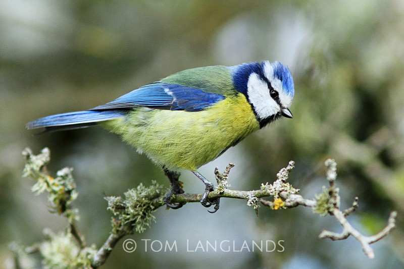 Blue Tit - All Other Birds