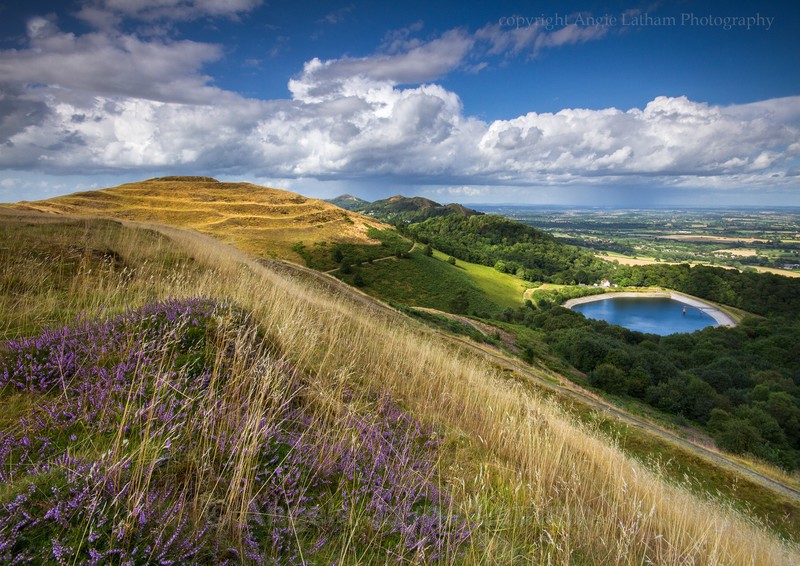 British Camp Heather - The Malvern Hills