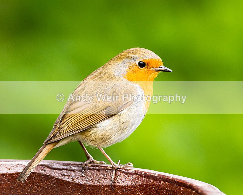 20130428-_MG_3339 - Robin