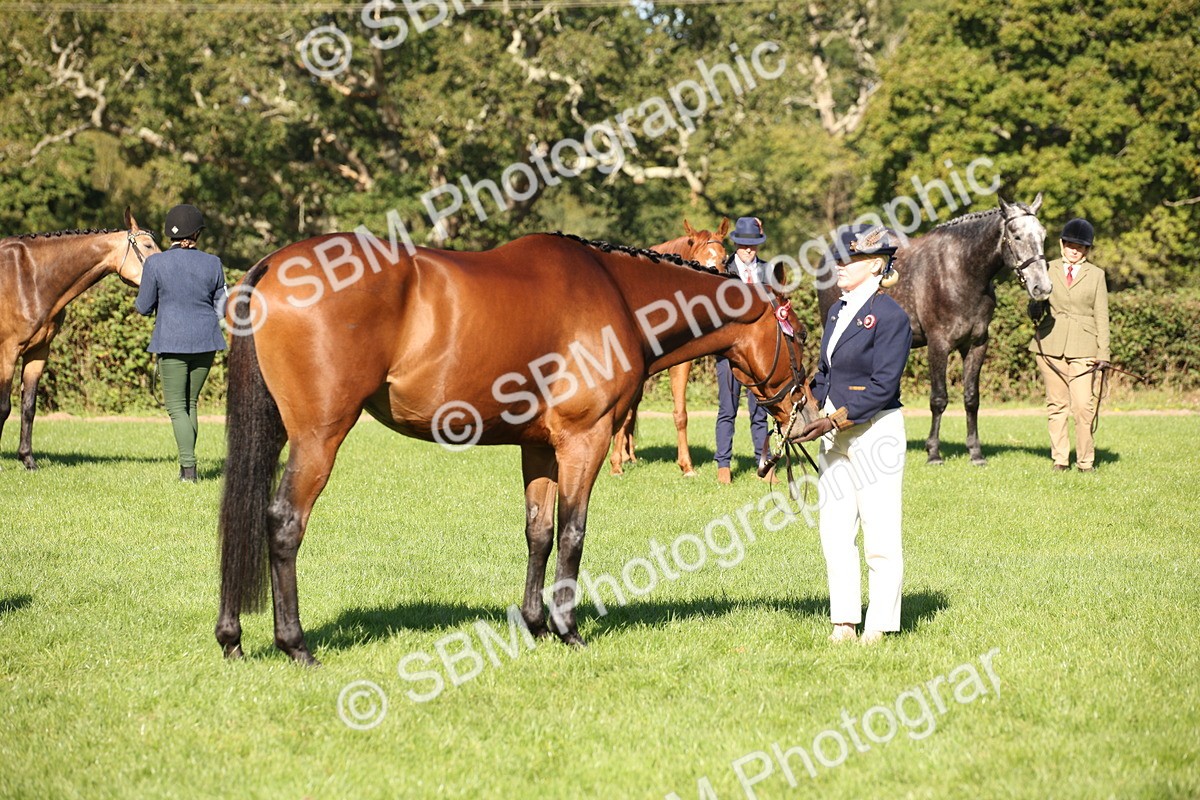 SBM_36635 - S10 - Best In Hand Horse & Pony