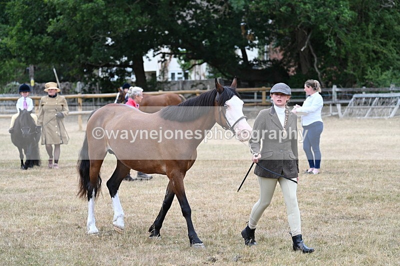 WJ7_8042 - Class 4 Prettiest Mare up to 14.2hh