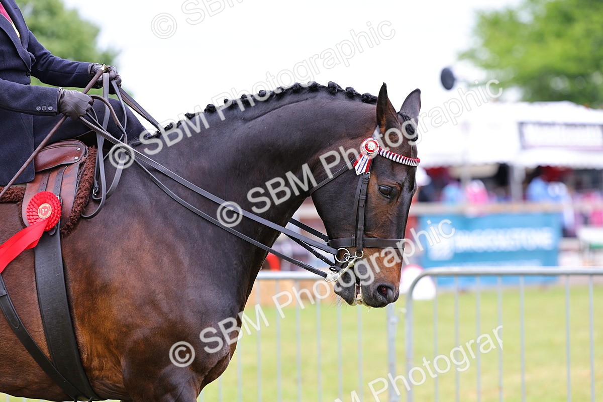 SBM_02858 - Class 9-11 Side Saddle including LIHS Rising Star Ladies Show Horse