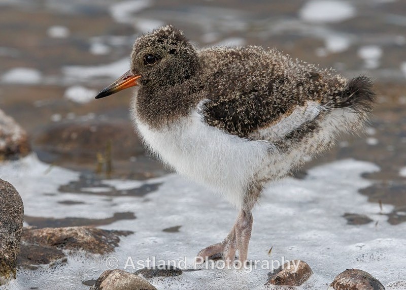 Oystercatcher chick - Latest Images