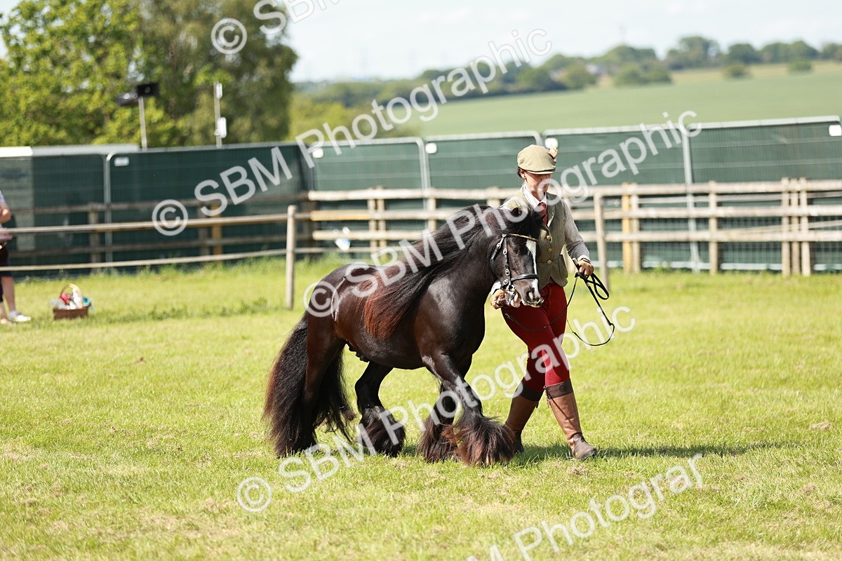 SBM_08594 - Class 63-65 - Traditional Gypsy Cobs In Hand & Ridden