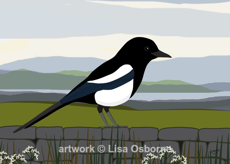 Magpie - DIGITAL ARTWORK