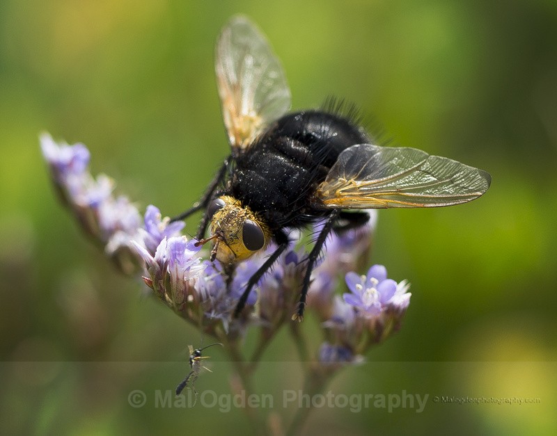Bee-Fly - Flora & Fauna