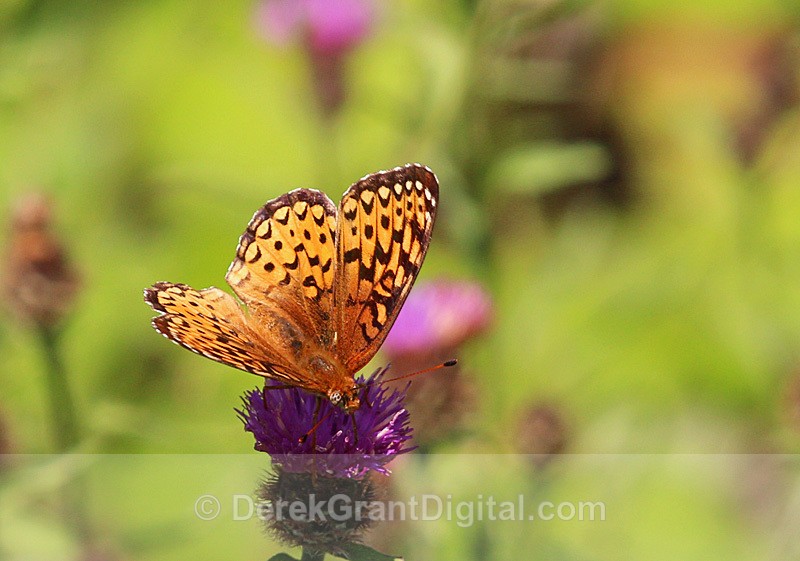 Atlantis Fritillary Speyeria atlantis