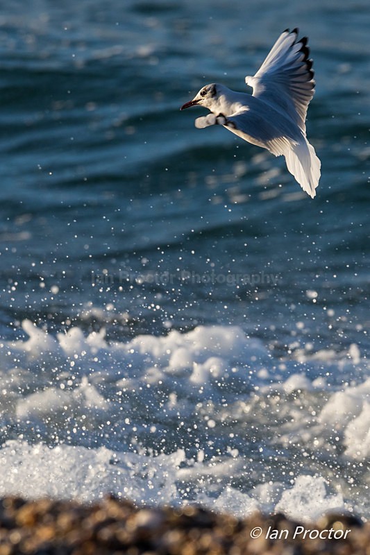 Black-headed Gull hovering over a breaking wave - Nature