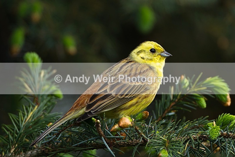 20120512-_MG_0023 - Buntings