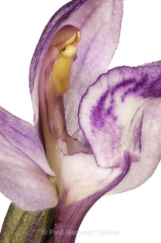  - WB: Orchids - Various