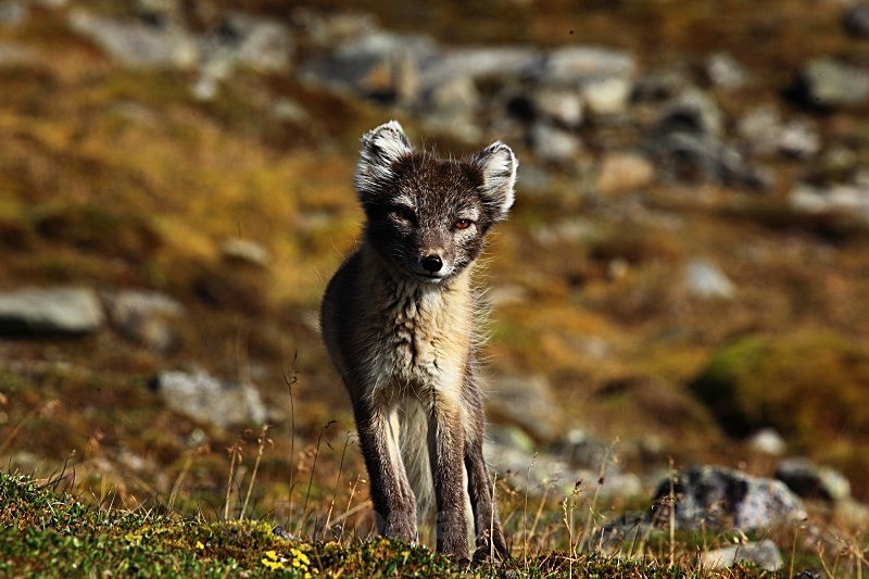 Arctic fox 7377 - Wildlife