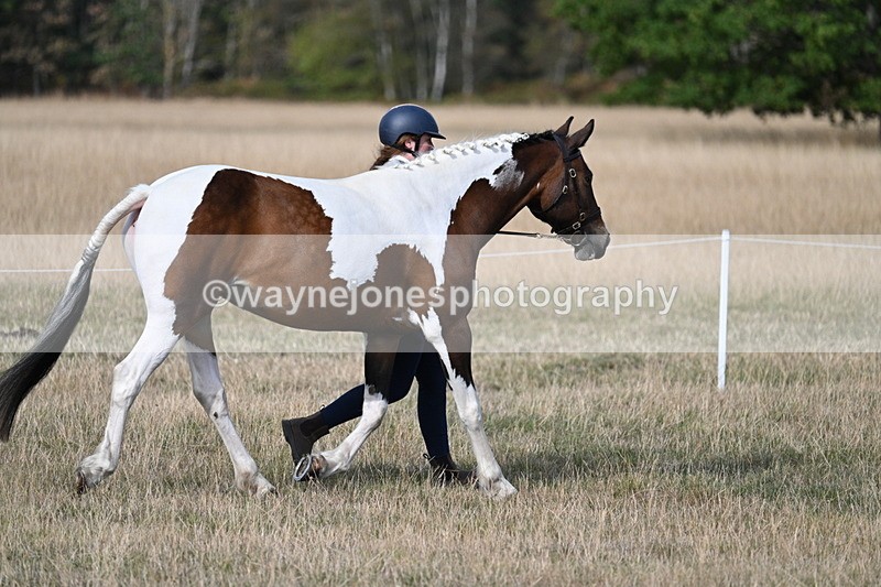 WJ7_8194 - In-hand Championship