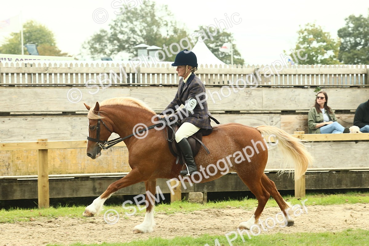 SBM_72090 - S60 - Mountain & Moorland Ridden Large Breeds