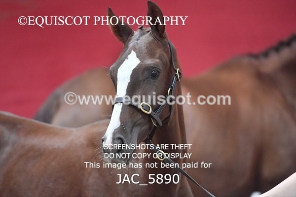 JAC_5890 - 11 Pandora of Westoak