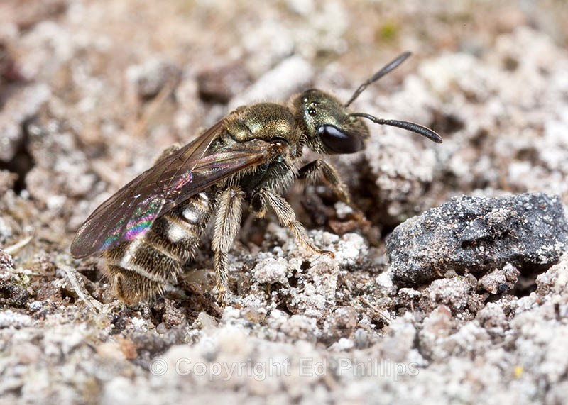 Lasioglossum smeathmanellum - Lasioglossum smeathmanellum