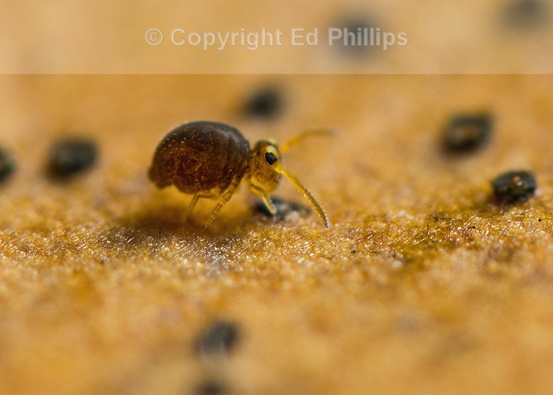 Sminthurinus igniceps