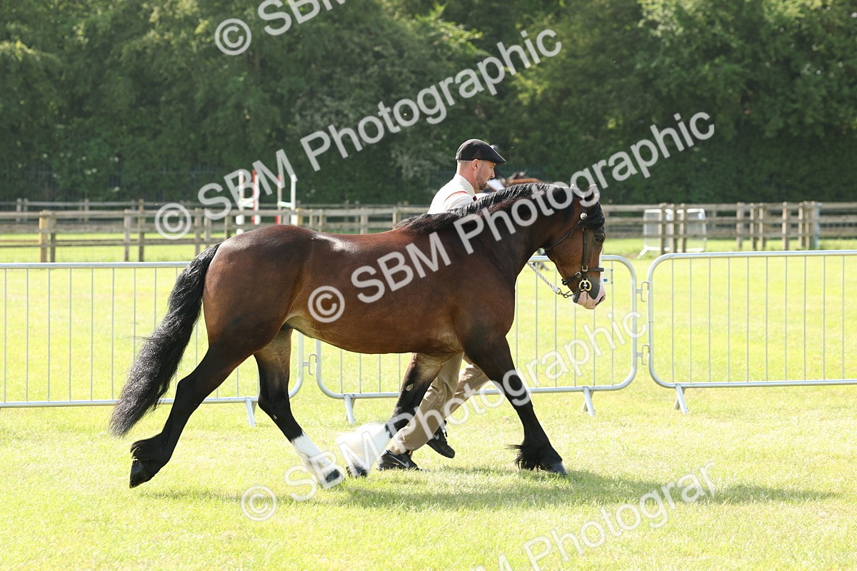 SBM_02063 - Class 6-13 - Mountatin and Moorland In Hand Welsh Breeds