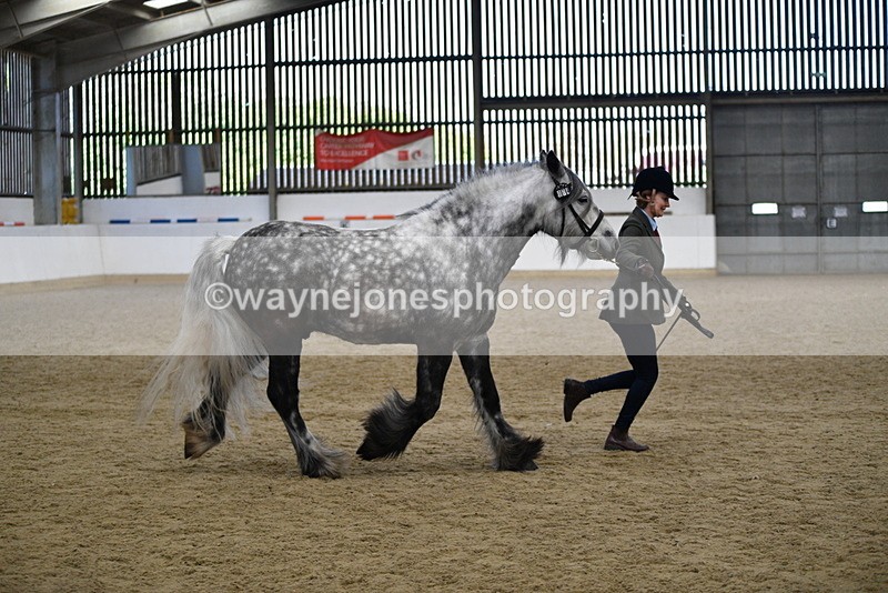 WJ5_5647 - Morning in hand Championship