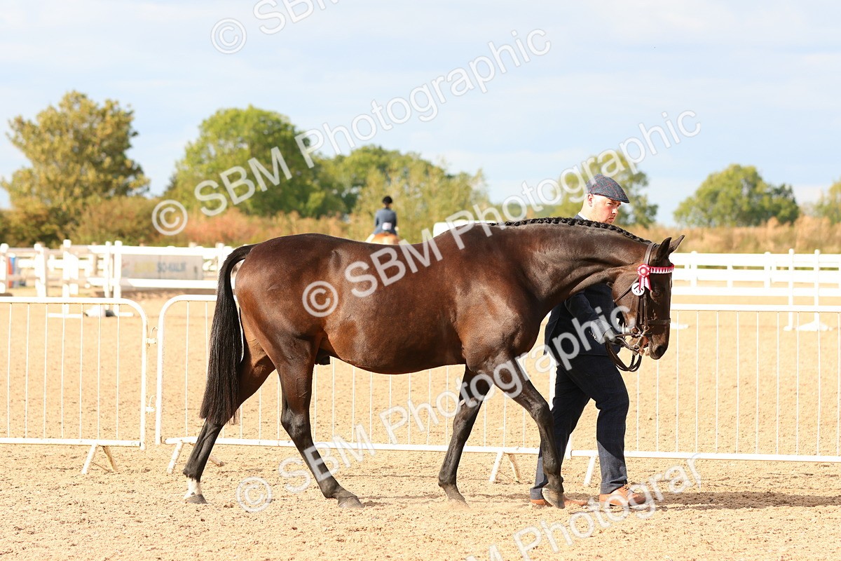 SBM_18322 - Class 318 - IH Part Bred Horse Pony