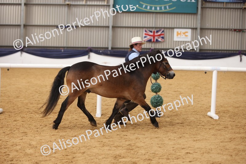 20260913-1739 - Class 115 - Gelding 4years and over