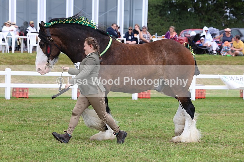 3E7A0773 - Class 7: Heavy Horse In Hand