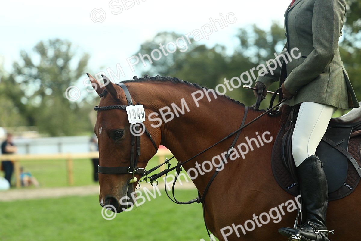 SBM_50688 - S33 - Working Hunter & Working Show Horse