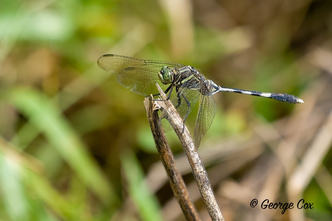 Slender Skimmer - Sri Lanka