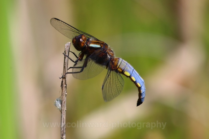 Male broad Boddied Chaser Dragonfly - macro and nature.