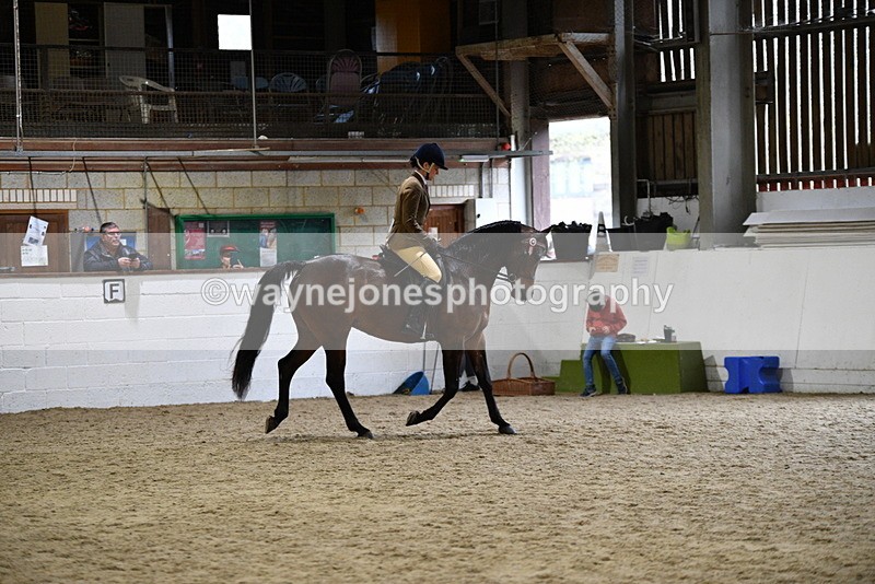 WJ5_8904 - Class 15 Ridden Show Horse