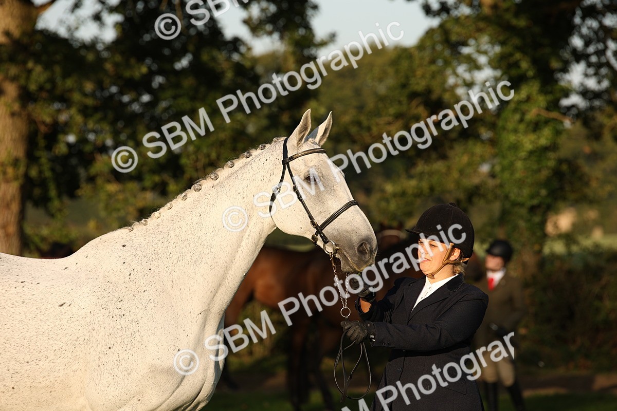 SBM_56907 - S49 - Riding Horse & Hack & Thoroughbred In Hand
