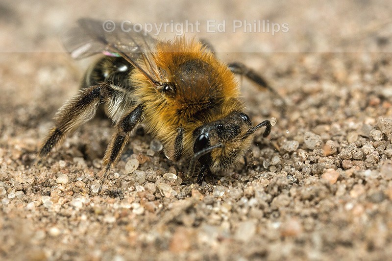 Andrena barbilabris (f)