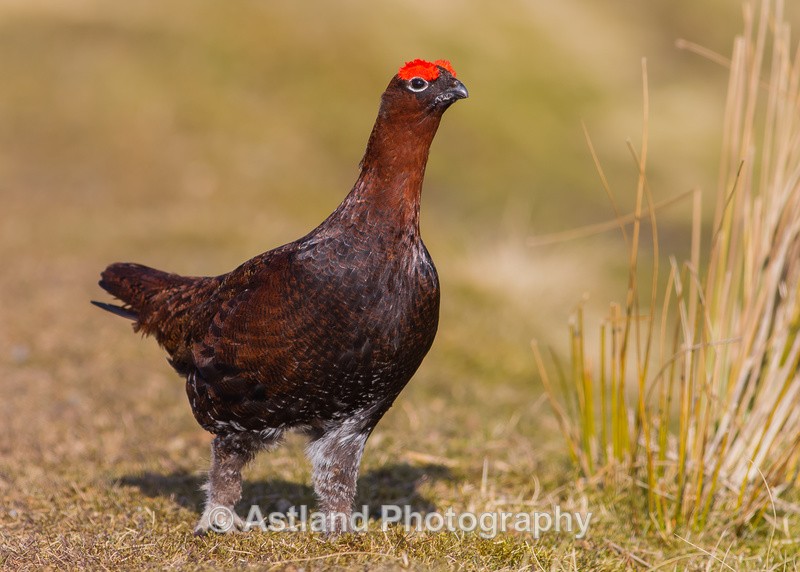 Astland Photography, Bird and Wildlife Images, Susan and Peter Wilson, U.K.