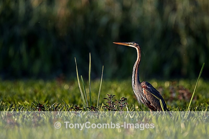 Purple Heron - Danube Delta