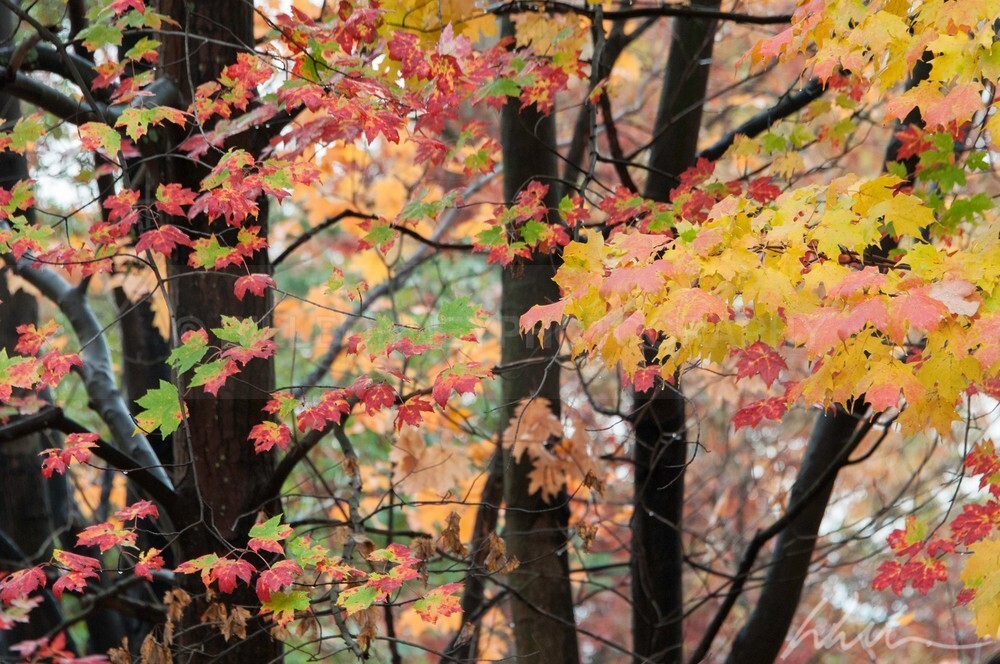 _WDB3093 - Autumn