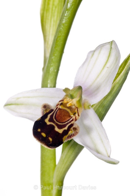  - WB: Orchids - Ophrys