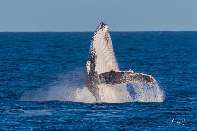 HB Breach 26. 0A3A5861 - Copy - 2025 Hervey Bay Whales