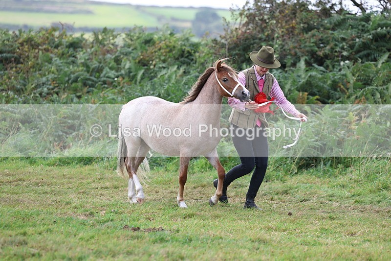 3E7A5637 - In Hand Championship