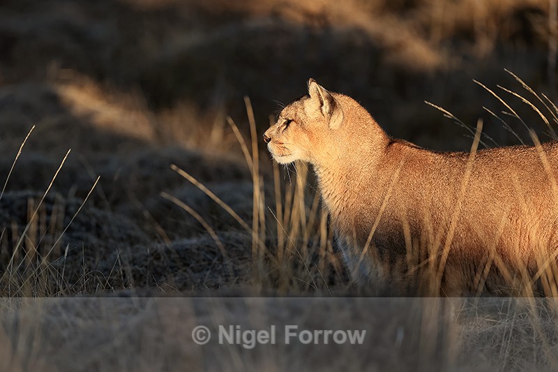Puma in light against shadow, Torres del Paine, Chile - Puma