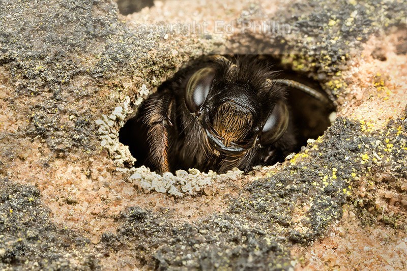 Anthophora  plumipes (f)