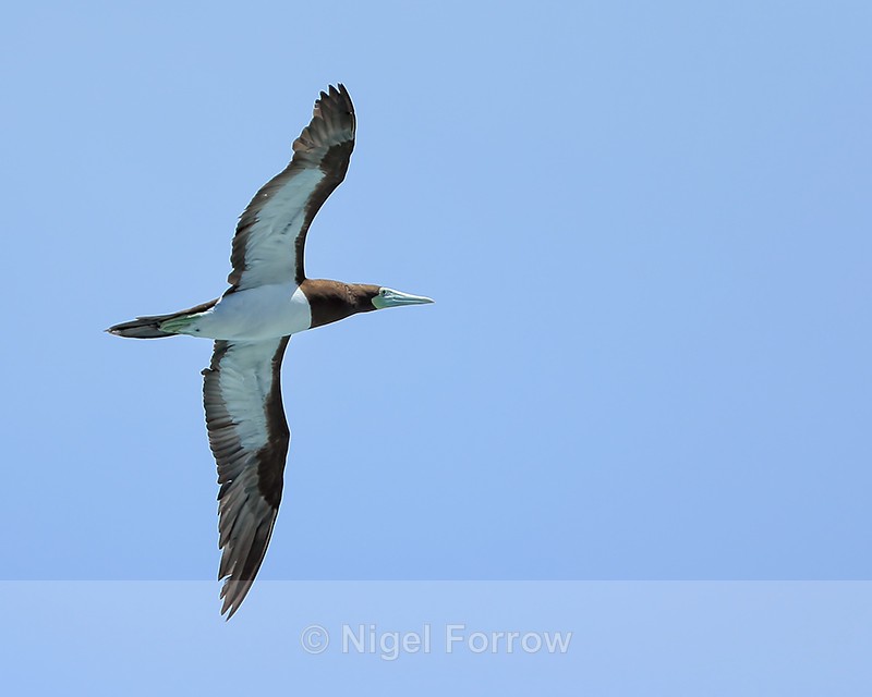 Brown Booby (adult) in flight, Kilauea Point, Kauai - Brown Booby