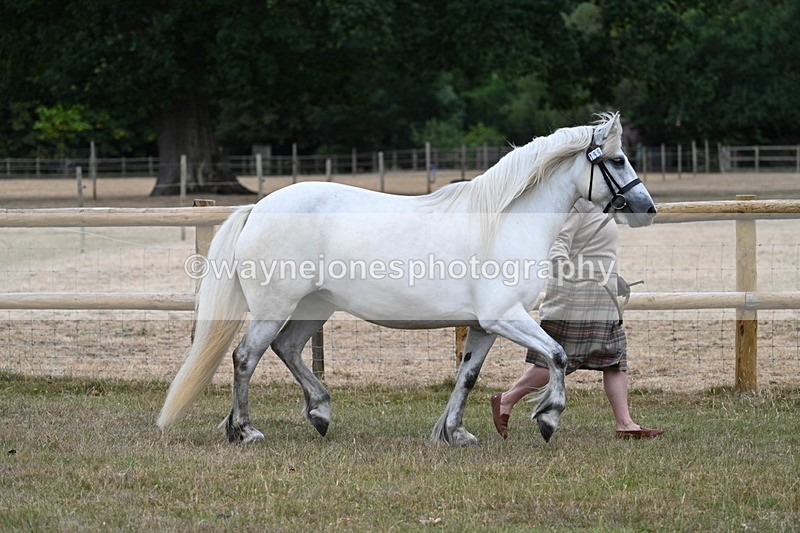 WJ7_8706 - Class 4a Prettiest Mare 14.2hh and over